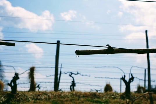 サンクゼールの丘で恒例のワイン会『ヴィニュロンたちの食卓 Vol.44』開催🍇ぶどう畑のご案内も サンクゼールの丘で恒例のワイン会『ヴィニュロンたちの食卓 Vol.44』開催🍇ぶどう畑のご案内も