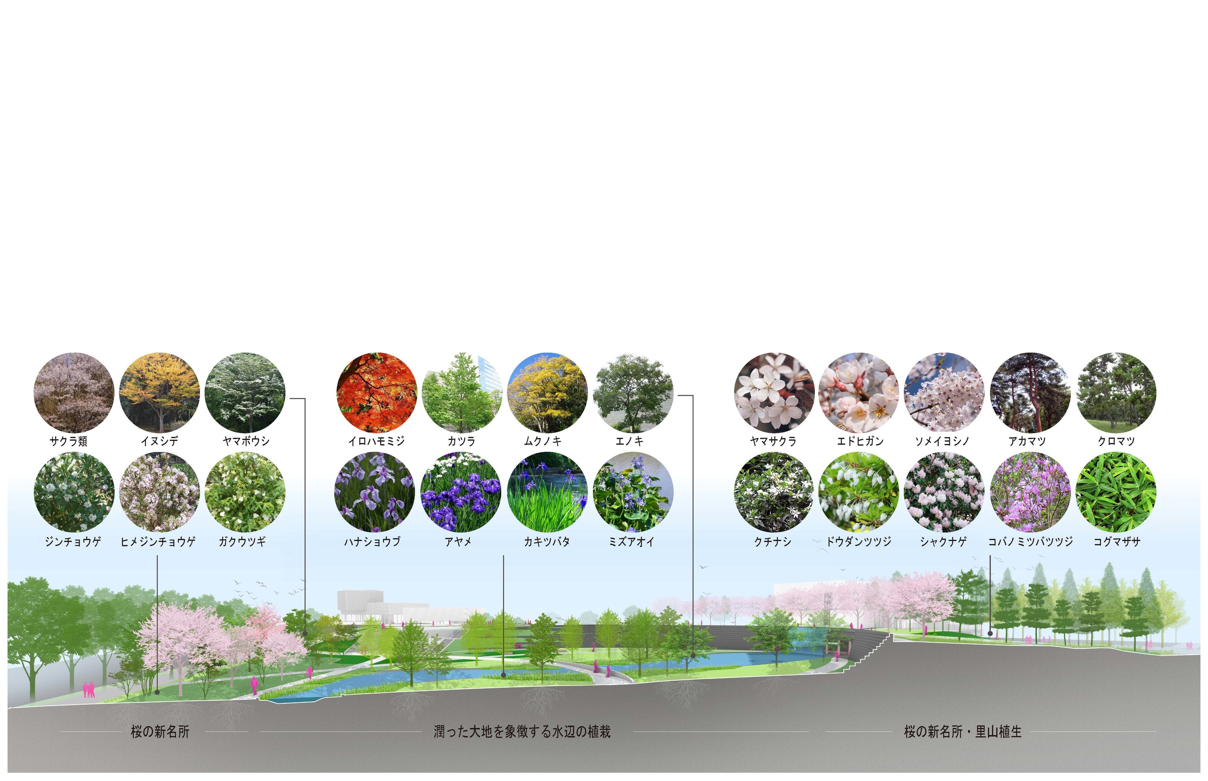 主な植栽配置計画（北公園東西方向断面イメージ）