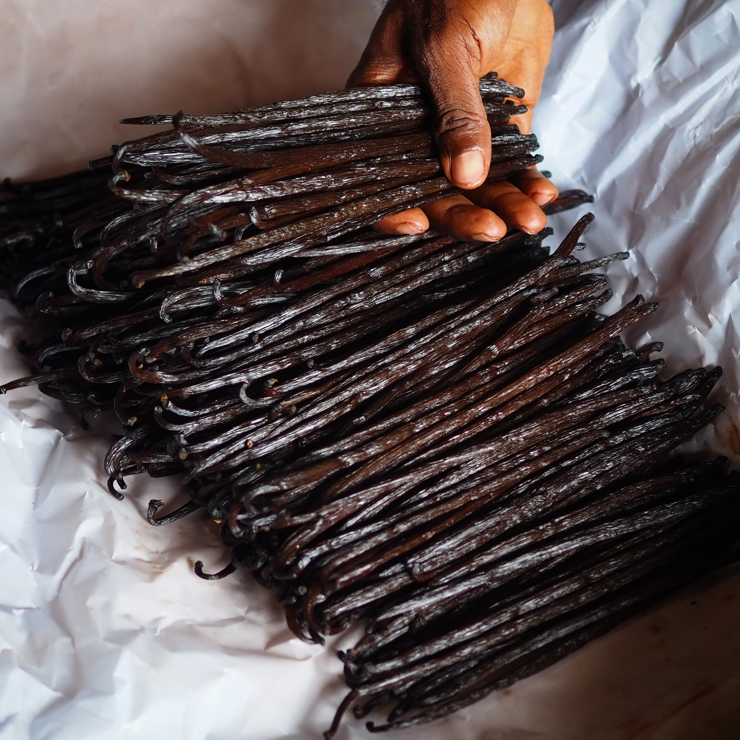 アグロフォレストリーバニラ （第4回イメージ）