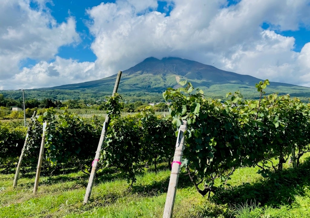 第5回 津軽産ワインぶどう畑