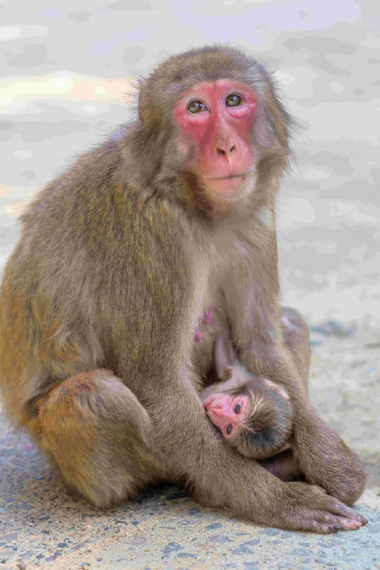 【大分県大分市】「高崎山第1号赤ちゃんザル」が誕生しました~名前は「ミラノ」~ 【大分県大分市】「高崎山第1号赤ちゃんザル」が誕生しました~名前は「ミラノ」~