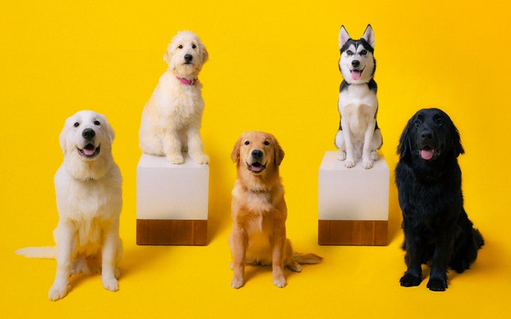 大型犬とふれあえるカフェ「PawsFan」、オープンから3ヶ月で来店者数 大型犬とふれあえるカフェ「PawsFan」、オープンから3ヶ月で来店者数