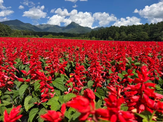 10haの花畑「YATZ GARDEN(ヤッツガーデン)」サルビアと色彩豊かな「カラーズ」が見頃に。全エリアが絶景へ【八ヶ岳農業大学校】 10haの花畑「YATZ GARDEN(ヤッツガーデン)」サルビアと色彩豊かな「カラーズ」が見頃に。全エリアが絶景へ【八ヶ岳農業大学校】
