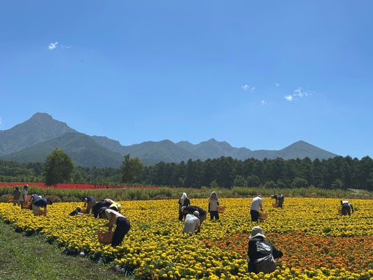 10haの花畑で、手ぶら・予約不要の「ふらっとフラワーボランティア(ふらボラ)」を開始。「見る」から「一緒につくる」花畑へ【八ヶ岳農業大学校「YATZ GARDEN」(ヤッツガーデン)】 10haの花畑で、手ぶら・予約不要の「ふらっとフラワーボランティア(ふらボラ)」を開始。「見る」から「一緒につくる」花畑へ【八ヶ岳農業大学校「YATZ GARDEN」(ヤッツガーデン)】