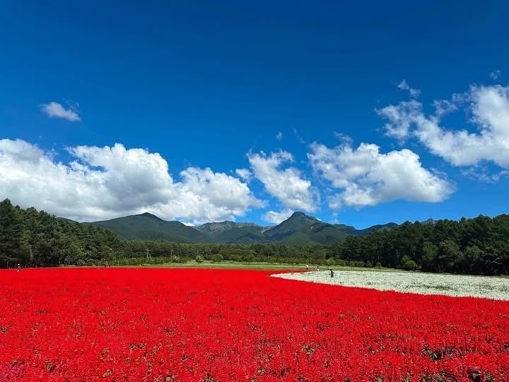 10haの花畑で1日の来場者数が1万人を突破！台風による旅行先変更の駆け込み需要にも対応、涼やかな高原へ【「YATZ GARDEN」（ヤッツガーデン）八ヶ岳農業大学校】