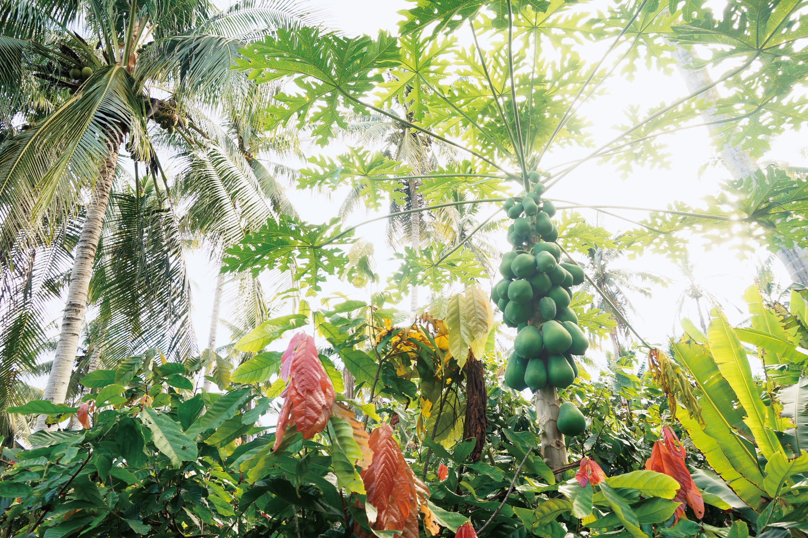 アグロフォレストリーという考えの元、カカオが育てられています。