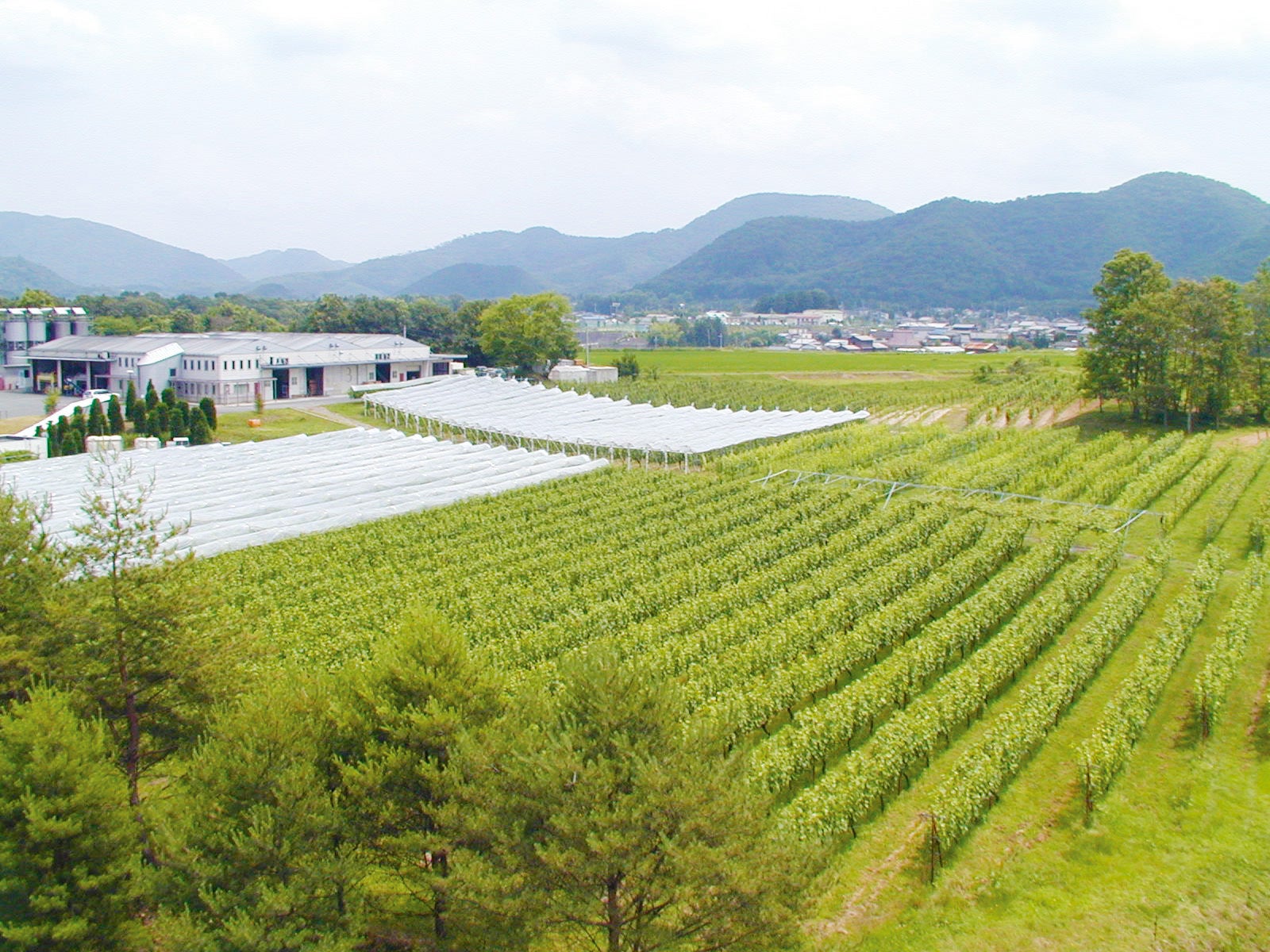 丹波ワイン葡萄畑