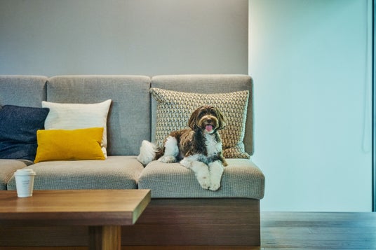 【箱根リトリート fore & villa 1/f】愛犬と過ごす森の時間を、映像で可視化 ドッグフレンドリーヴィラを舞台に描く滞在映像 【箱根リトリート fore & villa 1/f】愛犬と過ごす森の時間を、映像で可視化 ドッグフレンドリーヴィラを舞台に描く滞在映像
