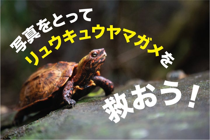 世界カメの日! 絶滅危惧種のカメを救うため、沖縄の皆さんに市民科学の 世界カメの日! 絶滅危惧種のカメを救うため、沖縄の皆さんに市民科学の