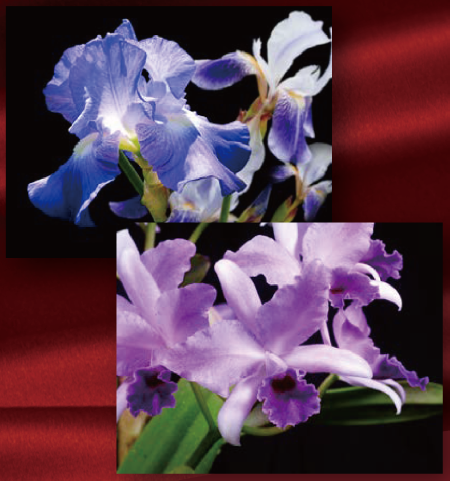 崇高な美を演出するパウダー、器、香り、すべてに長年の技術と想いを