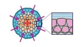 毛髪断面(イメージ図)