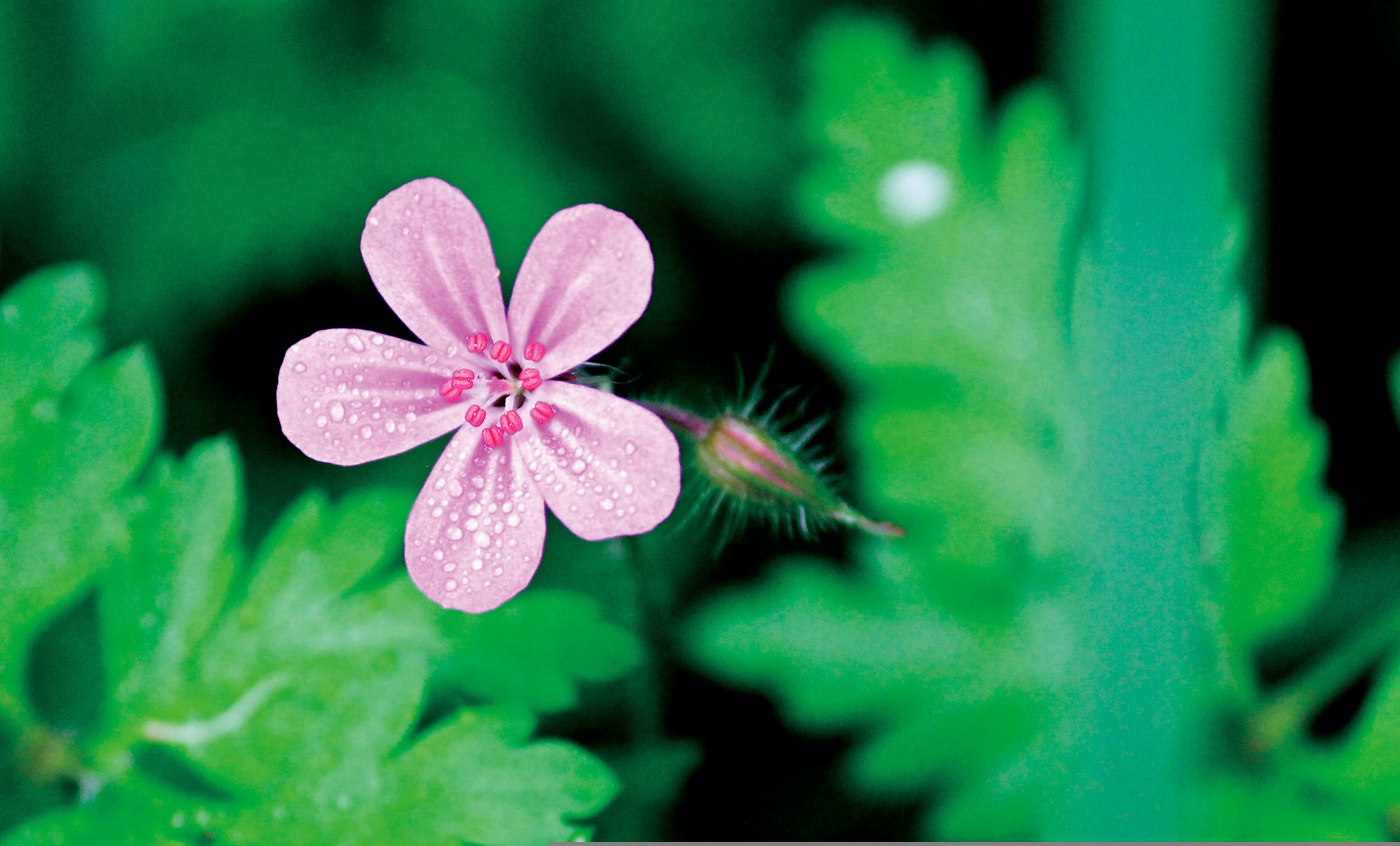 ヒメフウロエキス（保湿）