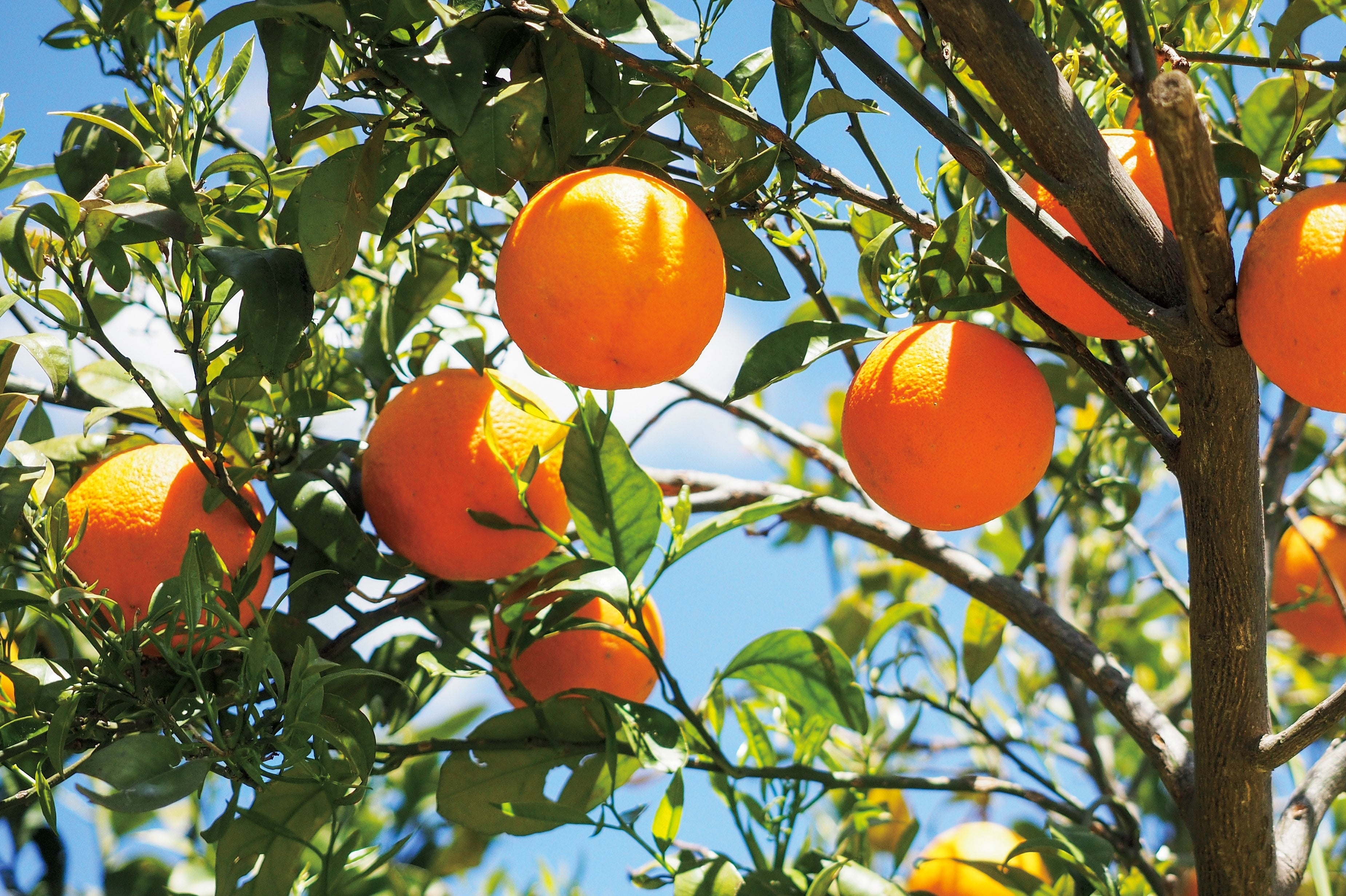 ビターオレンジ果皮エキス（保湿）