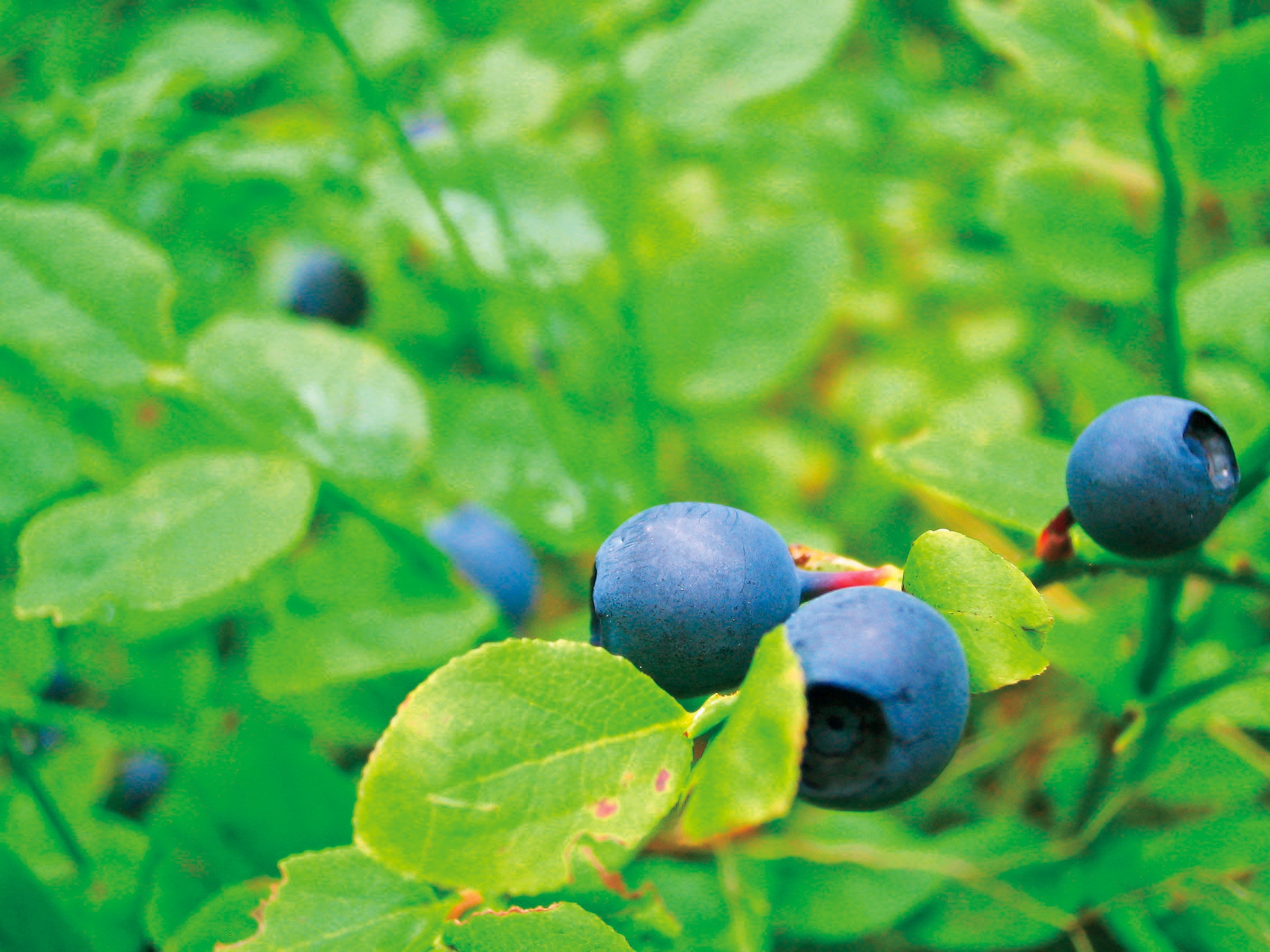 ビルベリー葉エキス（保湿）
