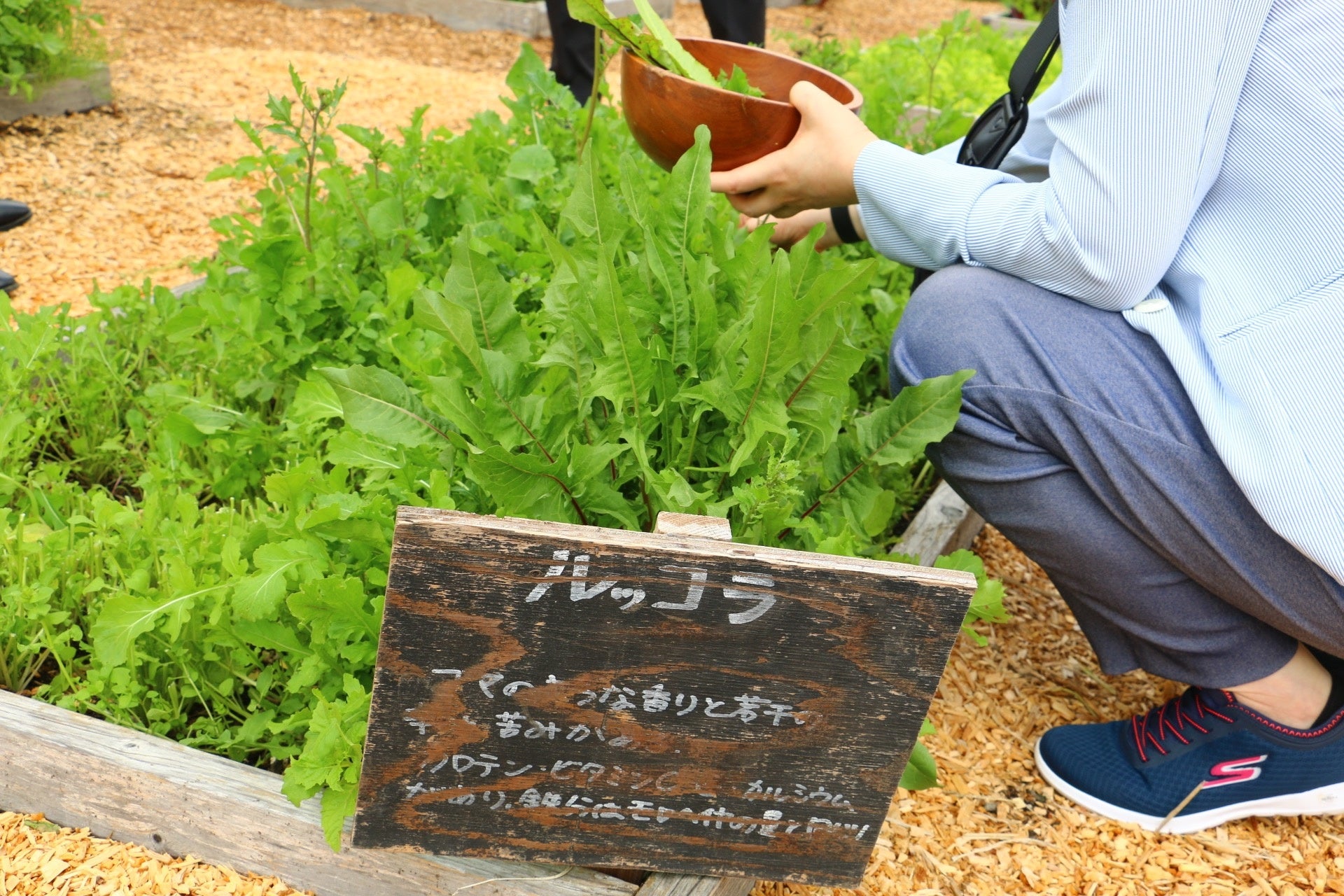 ベビーリーフ収穫