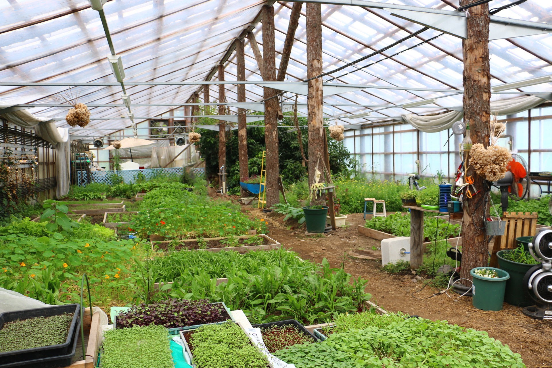 ハウス内のハーブ