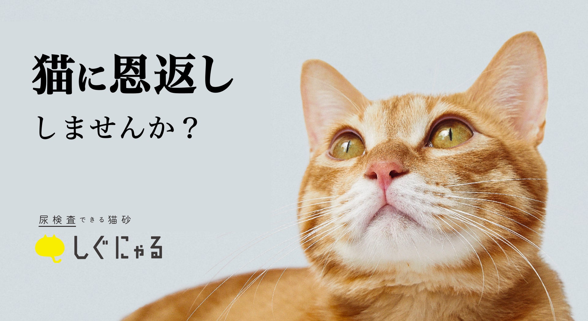 22年2月22日 火 は 2 にゃん が6個も並ぶ特別な 猫の日 そんな日に飼い主をいつも癒してくれる愛猫への恩返しはいかがでしょうか 株式会社super Studioのプレスリリース 22年2月22日 火 は 2 にゃん が6個も並ぶ特別な 猫の日 そんな日に飼い主をいつも癒してくれる愛猫への恩返しはいかがでしょうか 株式会社super Studioのプレスリリース