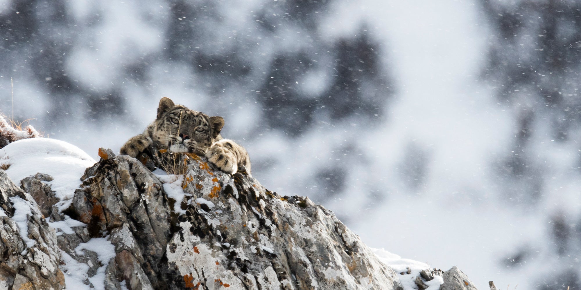 Shanshui Conservation Center © Cartier