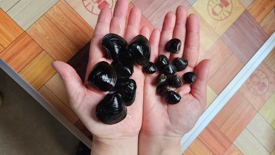 一年で今だけ。青森・十三湖の採れたて特大しじみ、冷凍せずそのまま直送!名物「しじみバター」が期間限定で超特大版に|東北居酒屋 奥羽の宴(秋葉原) 一年で今だけ。青森・十三湖の採れたて特大しじみ、冷凍せずそのまま直送!名物「しじみバター」が期間限定で超特大版に|東北居酒屋 奥羽の宴(秋葉原)