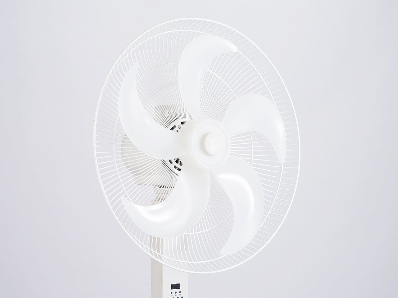 約40cmの大きな羽根