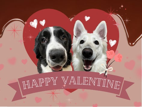 【江戸川区にある一軒家の大型犬カフェ?】ロマンチックな夜を大型犬と過ごす「バレンタインナイト」4日間限定開催 【江戸川区にある一軒家の大型犬カフェ?】ロマンチックな夜を大型犬と過ごす「バレンタインナイト」4日間限定開催