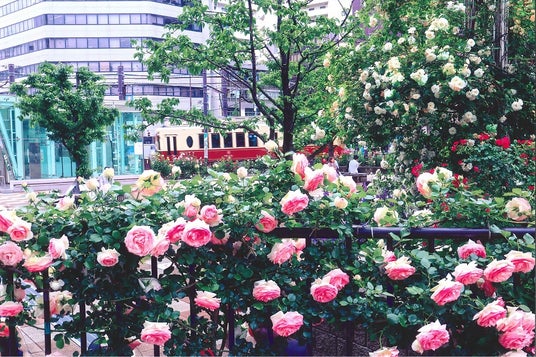 「第25回大塚バラまつり」を5月3日から開催!約710品種1210株のバラを楽しめる祭典 「第25回大塚バラまつり」を5月3日から開催!約710品種1210株のバラを楽しめる祭典