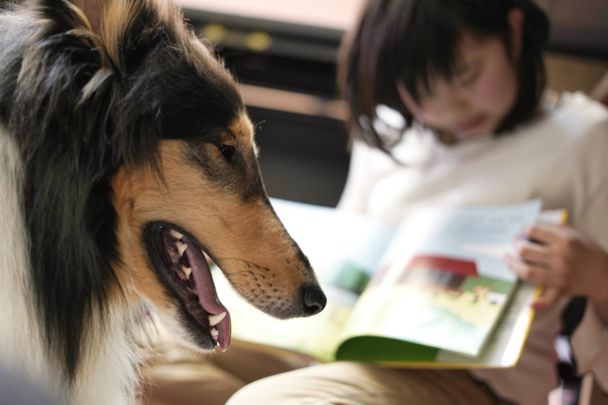 本を読むのは“わたし”と“わんこ”!公立図書館で「読書犬体験会」開催