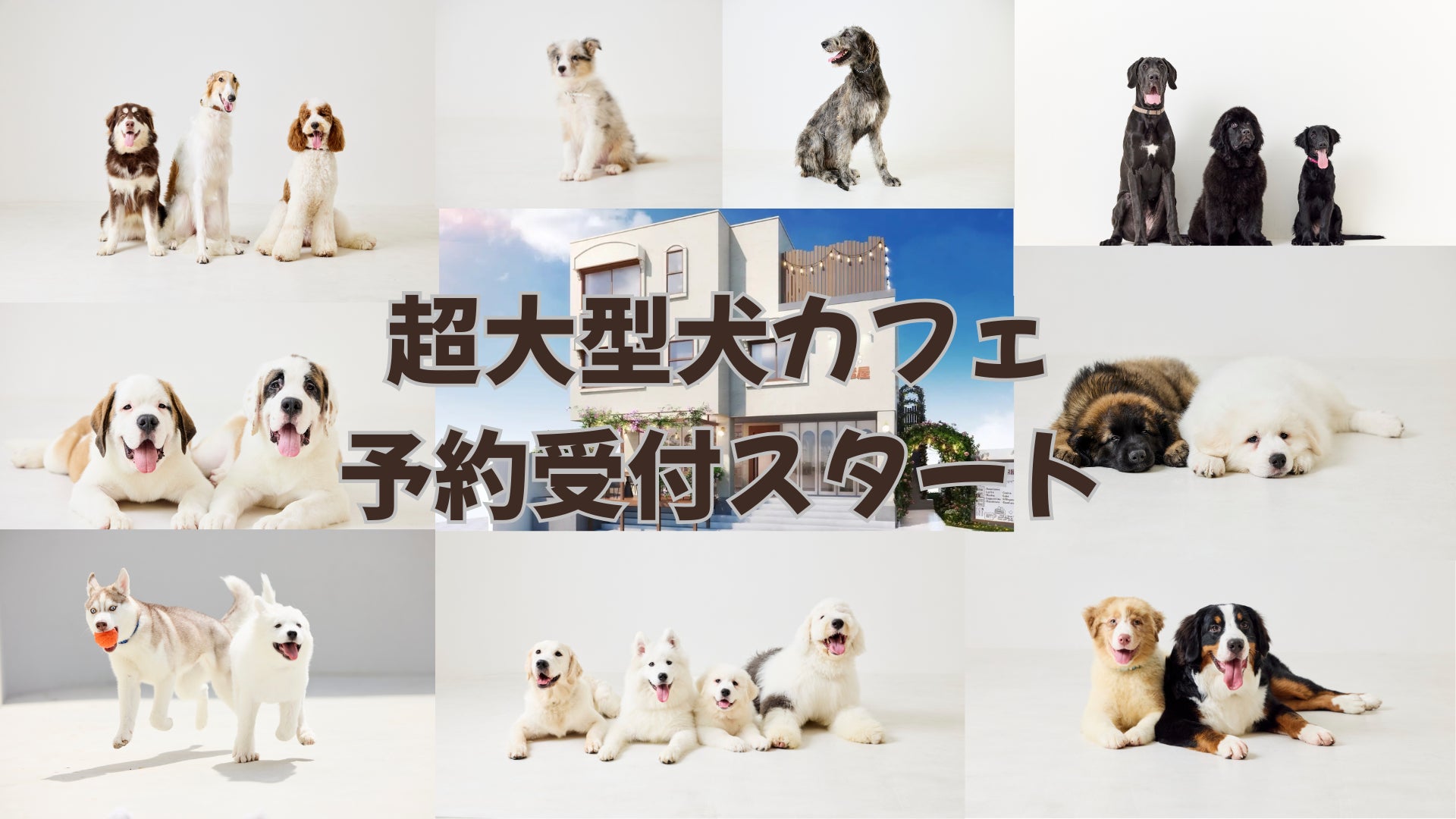 18匹の超大型犬に会える!世界最大級の犬カフェ「犬席屋」予約受付開始!