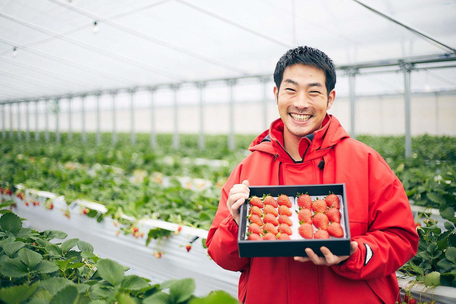 「いちご農園ミライバナ」生産者の上平氏
