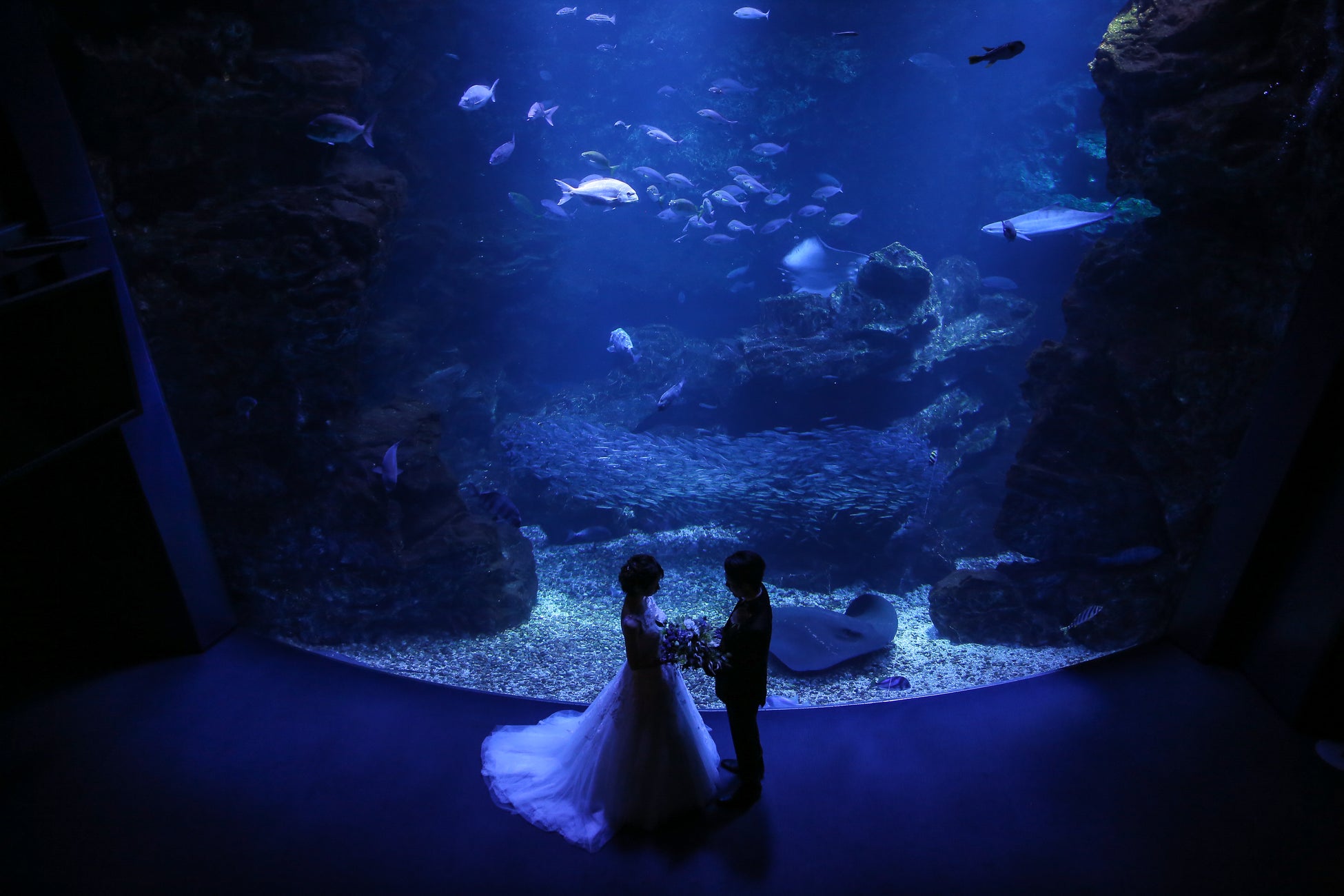 リーガロイヤルホテル京都 京都水族館 挙式プラン Night Aquarium Wedding 夜の水族館で愛を誓う 販売開始 ロイヤルホテルのプレスリリース リーガロイヤルホテル京都 京都水族館 挙式プラン Night Aquarium Wedding 夜の水族館で愛を誓う 販売開始 ロイヤルホテルのプレスリリース