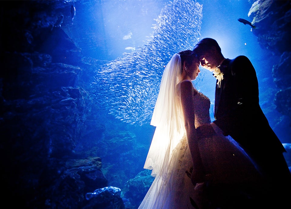 リーガロイヤルホテル京都 京都水族館 挙式プラン Night Aquarium Wedding 夜の水族館で愛を誓う 販売開始 ロイヤルホテルのプレスリリース リーガロイヤルホテル京都 京都水族館 挙式プラン Night Aquarium Wedding 夜の水族館で愛を誓う 販売開始 ロイヤルホテルのプレスリリース