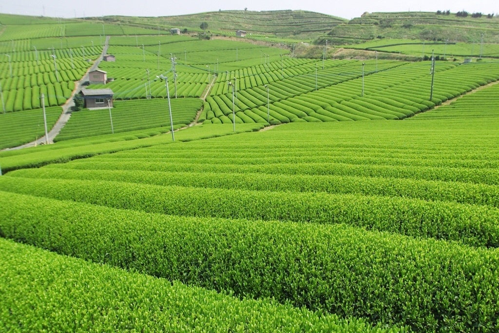 茶畑イメージ