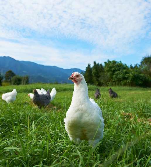 はかた一番どり