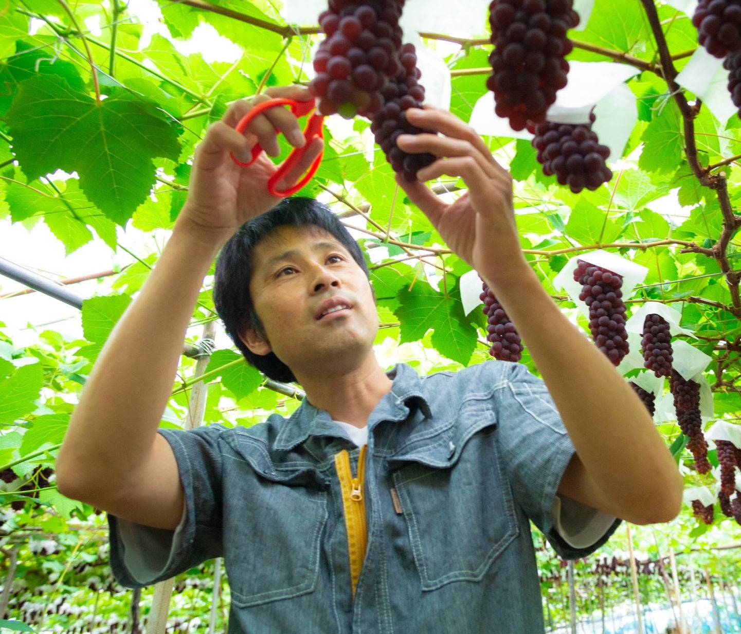 「葡萄園たちばなや」橘谷 訓旨さん