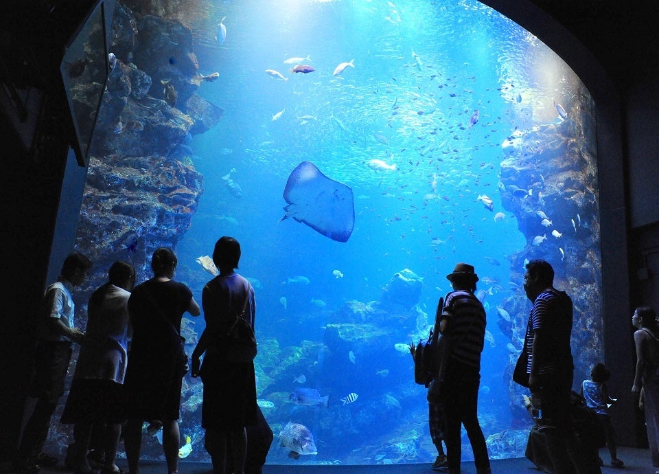 京都水族館「京の海」大水槽 イメージ
