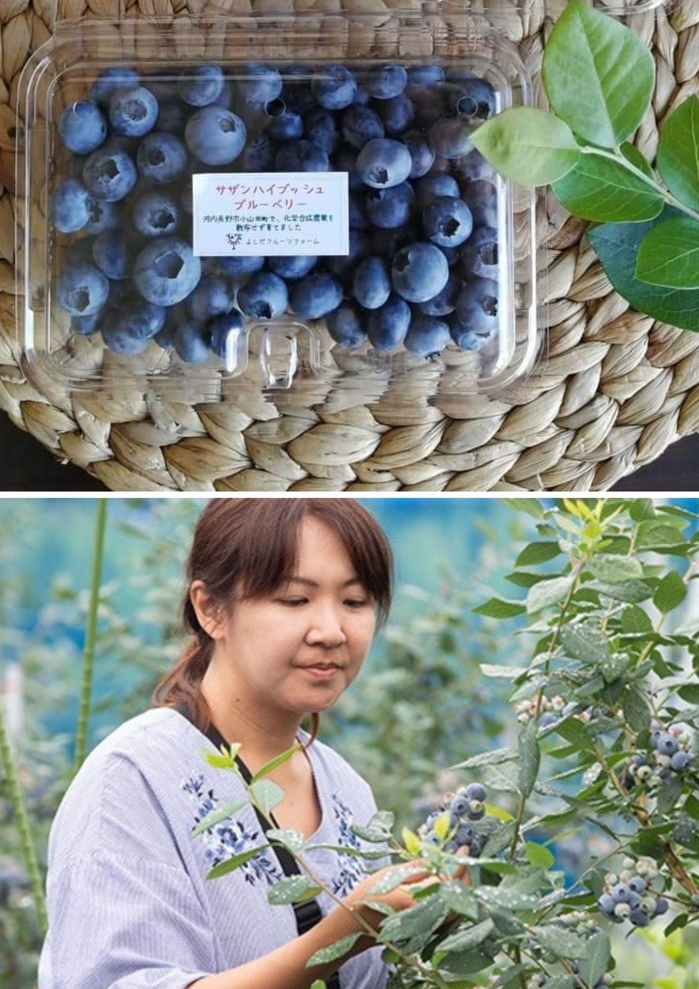 「よしだフルーツファーム」 吉田 佳世さん