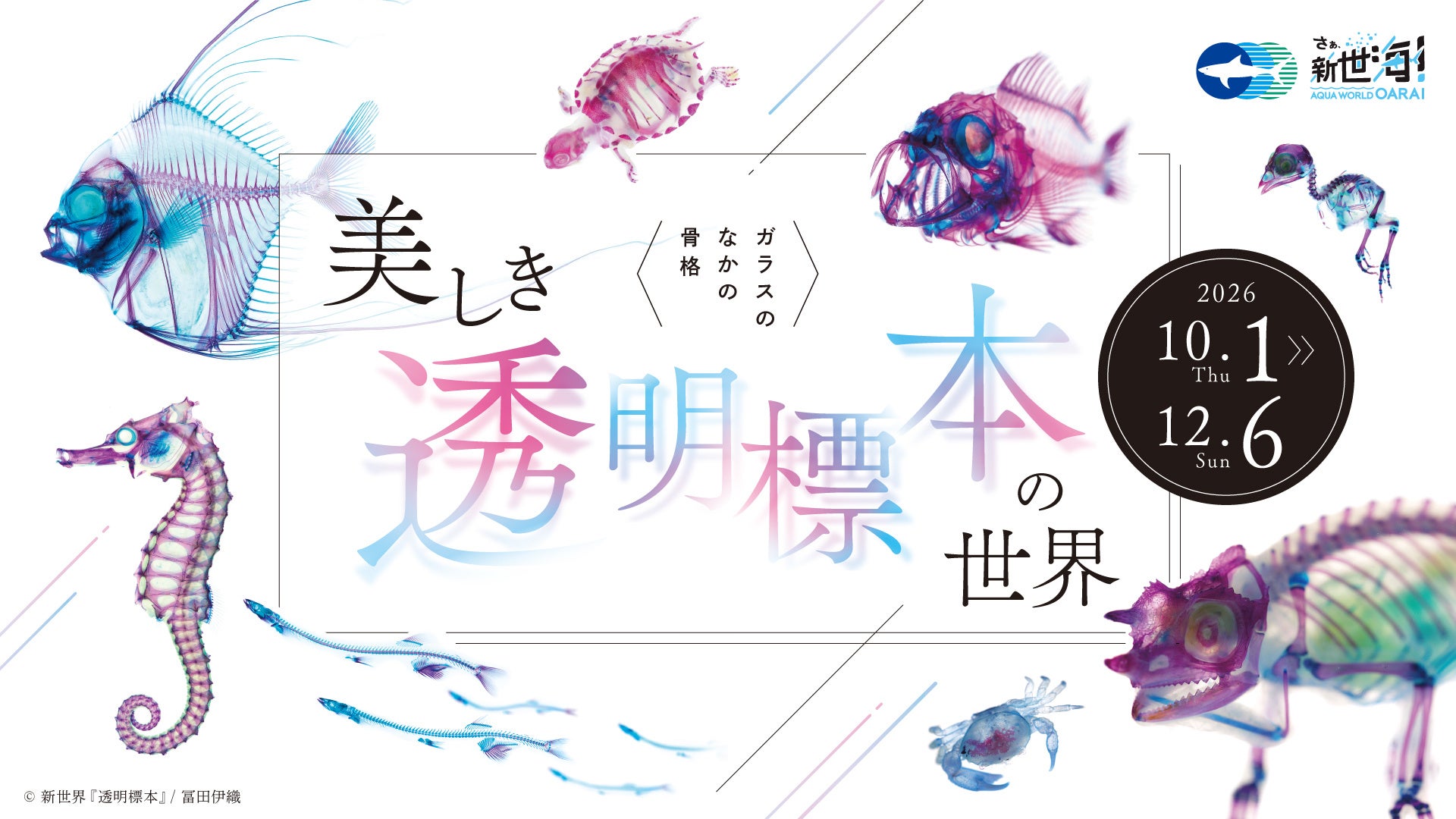 「〈ガラスのなかの骨格〉美しき透明標本の世界」開催