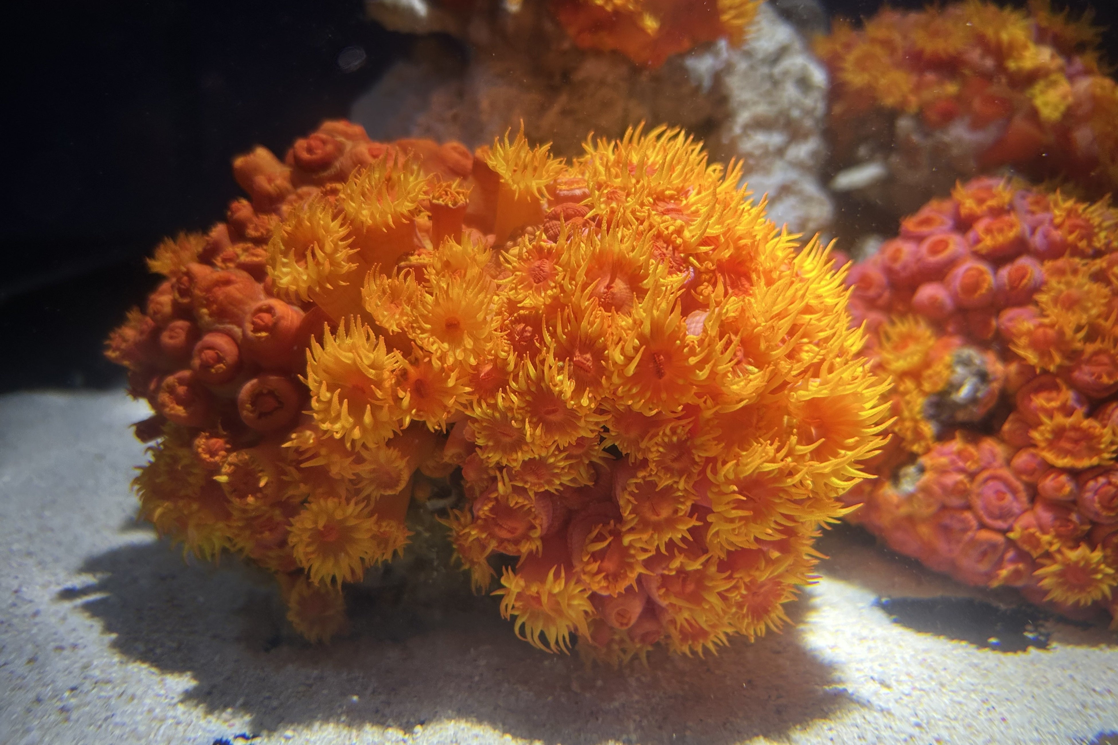 季節を彩る花と魚たちのコラボレーション！「ブルーミング アクアワールド・大洗」を開催します！