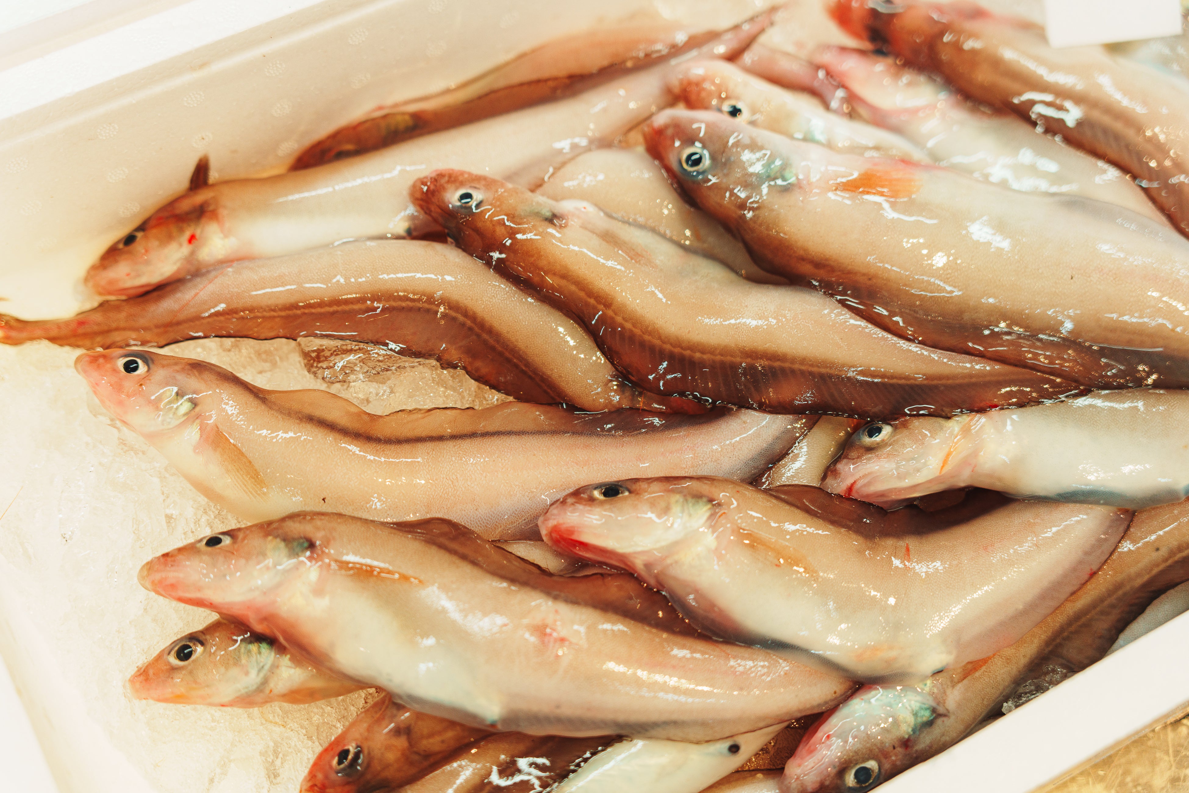 幻の深海魚「幻魚（げんぎょ）」の旬を味わう！道の駅うみてらす名立で