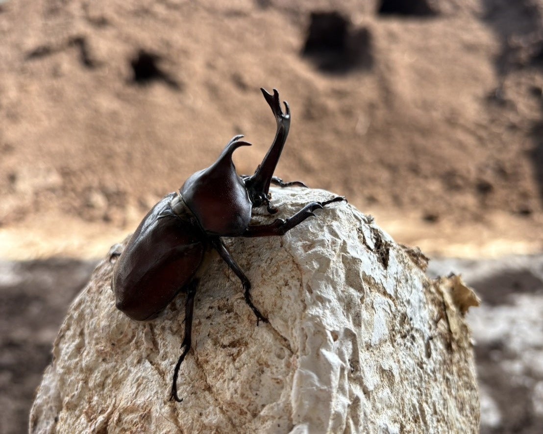秋田県大館市発のカブトムシベンチャーである弊社「株式会社TOMUSHI