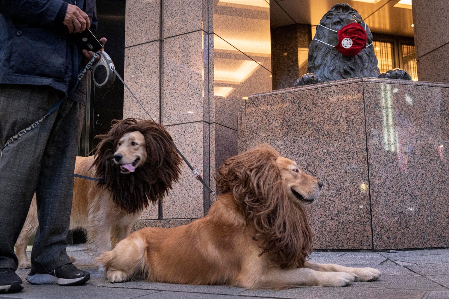 日本橋三越前、ライオンのコスプレをしたゴールデンレトリーバー。