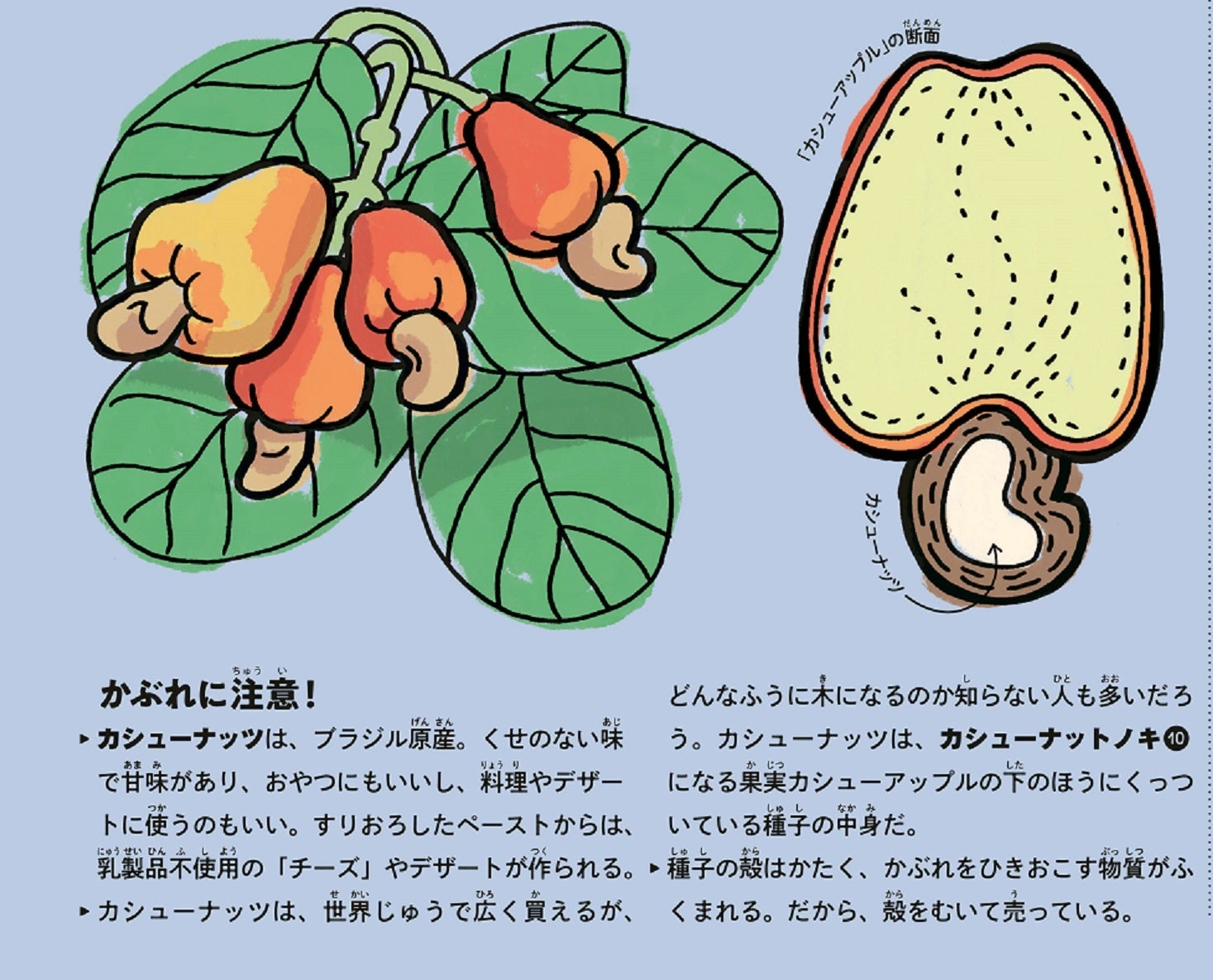 ブラジル　カシューナットノキ