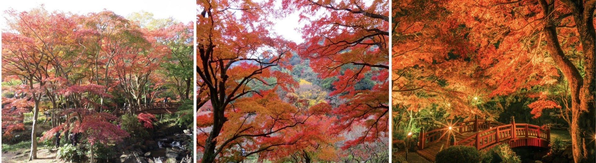 第39回熱海梅園もみじまつり