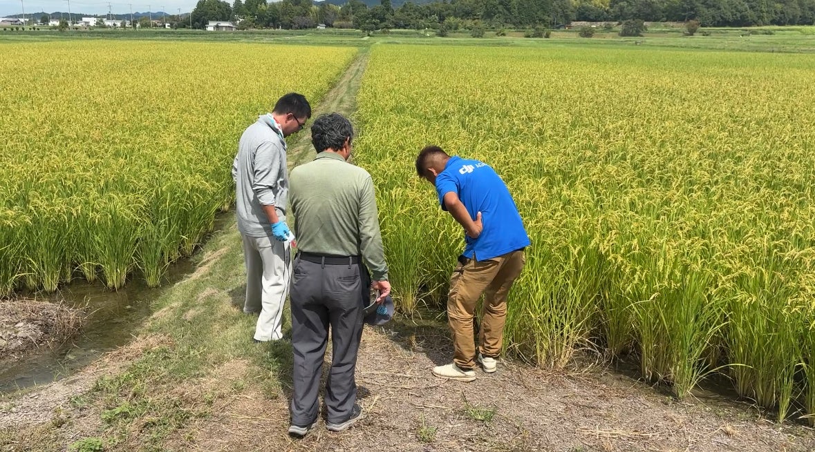 田植え不要のドローン直播 収穫前見学会が滋賀で開催 次年度への導入が本格化へ 次世代農業支援サービスのユキイプラスが主催 | 株式会社ユキイプラスのプレスリリース