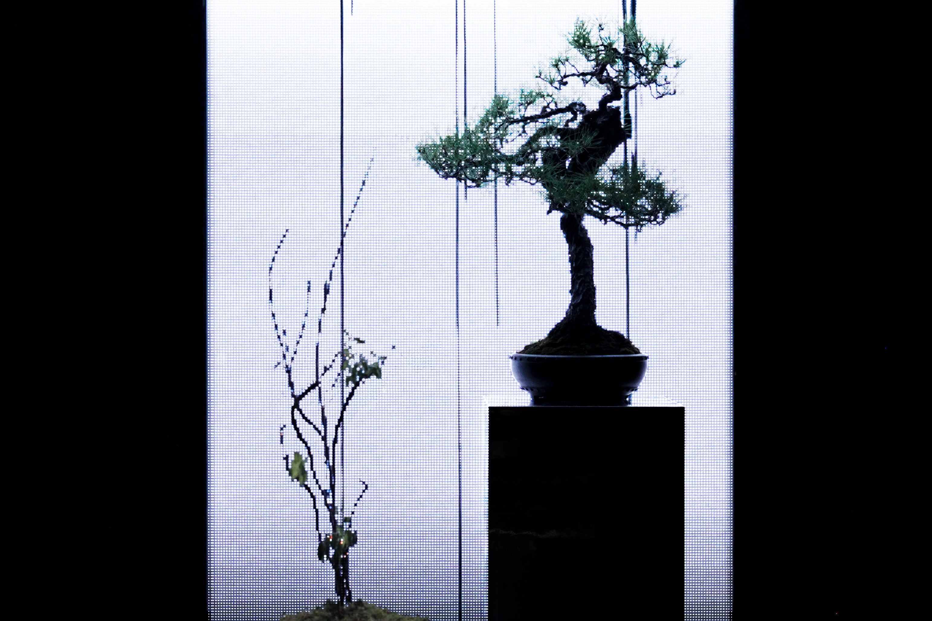 【日比谷花壇×山口県】100万本のコスモスが咲き誇る秋の花畑散策や花き生産現場見学、和紙づくり体験や地ビール・美食を巡る。五感をゆさぶる秋の花旅「やまぐちフラワーツーリズム」を11月に開催決定！