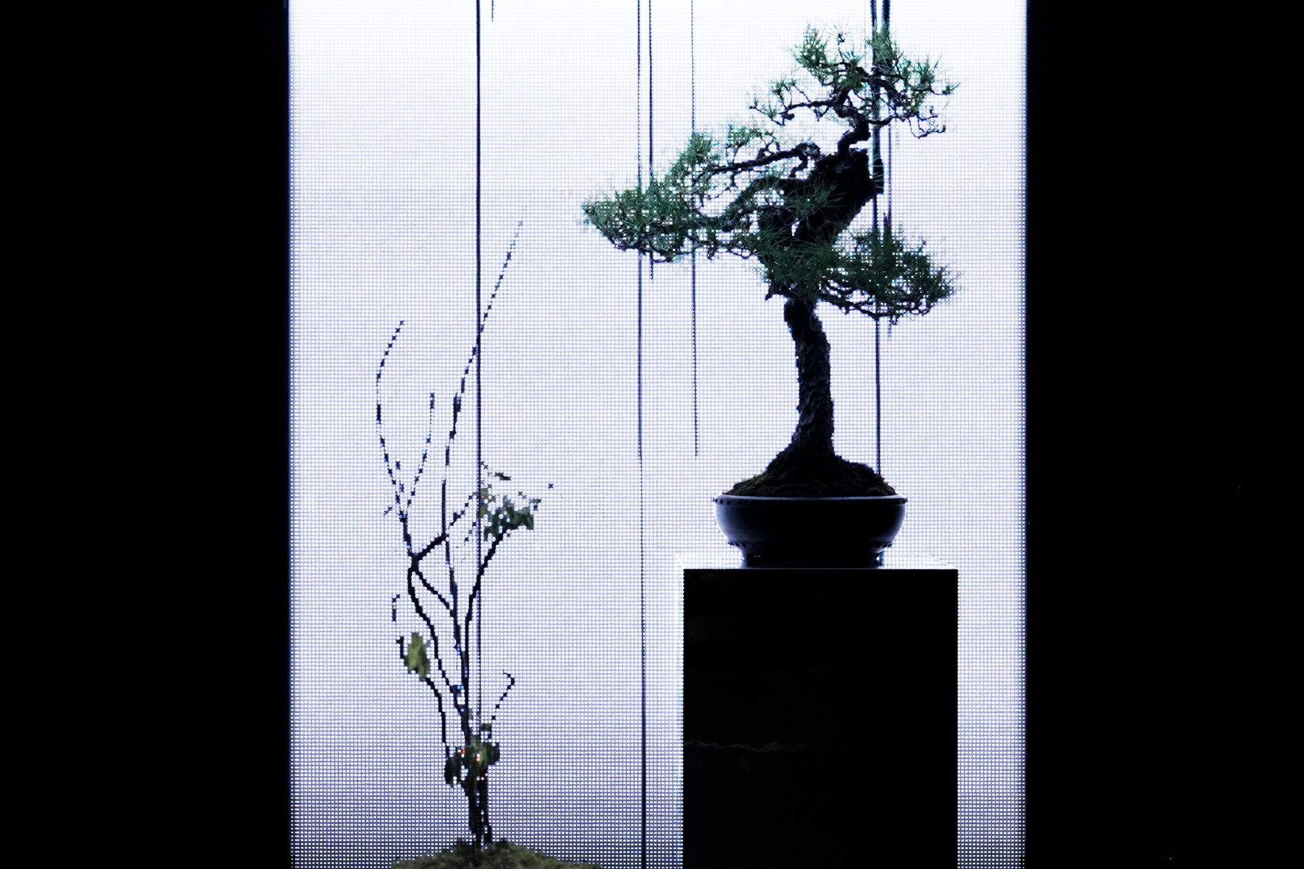 【日比谷花壇×山口県】100万本のコスモスが咲き誇る秋の花畑散策や花き生産現場見学、和紙づくり体験や地ビール・美食を巡る。五感をゆさぶる秋の花旅「やまぐちフラワーツーリズム」を11月に開催決定!