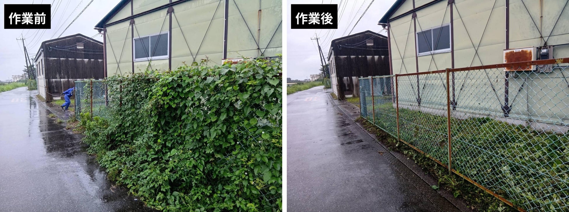 除草写真③