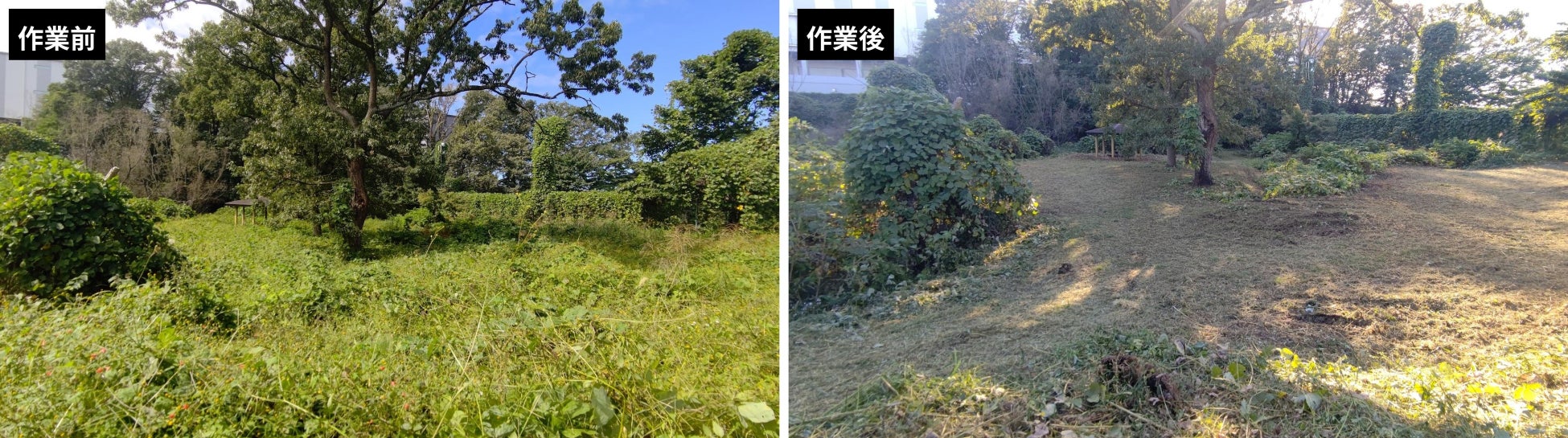 除草作業写真①