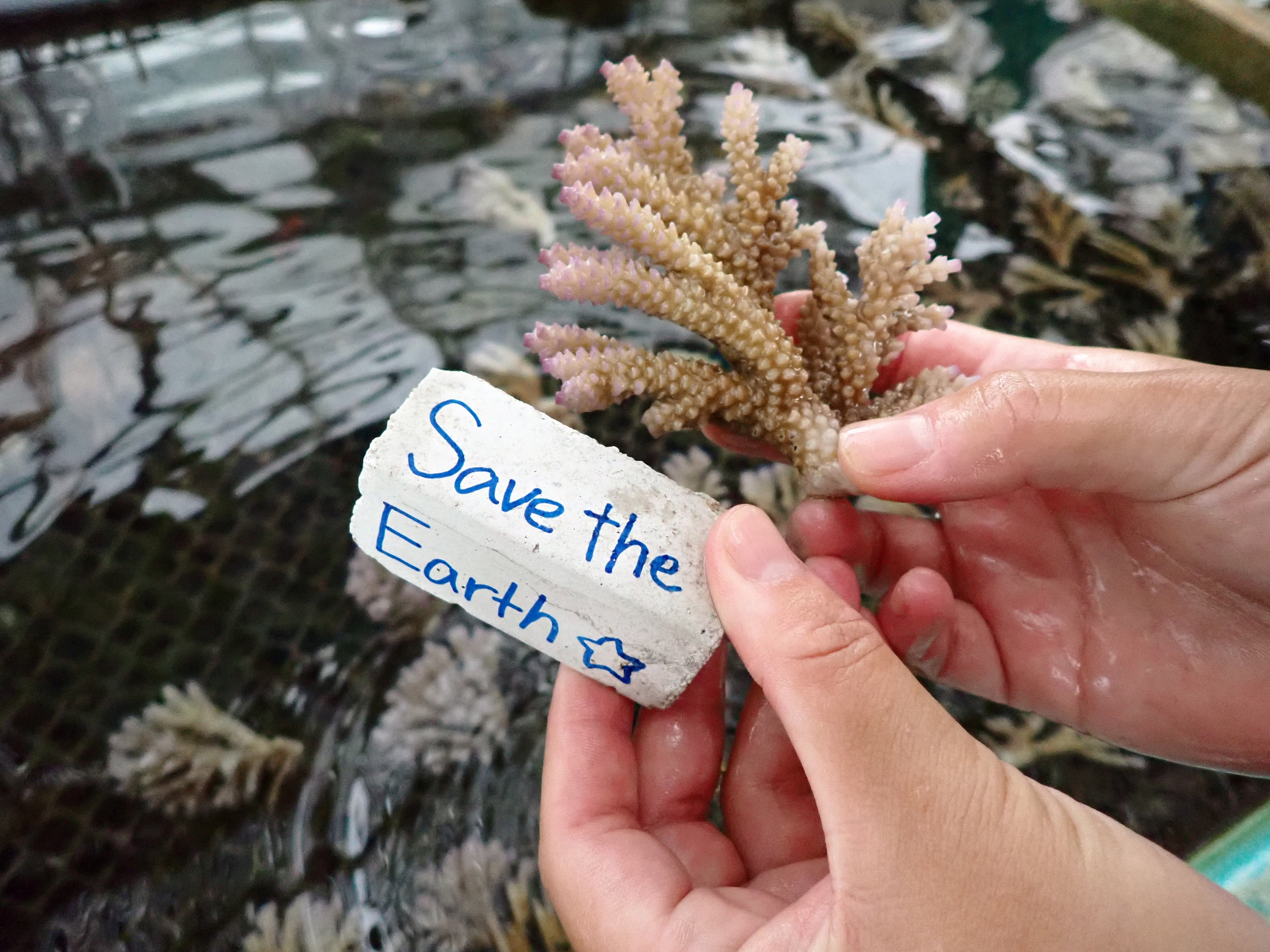 サンゴの苗を選んでいる様子