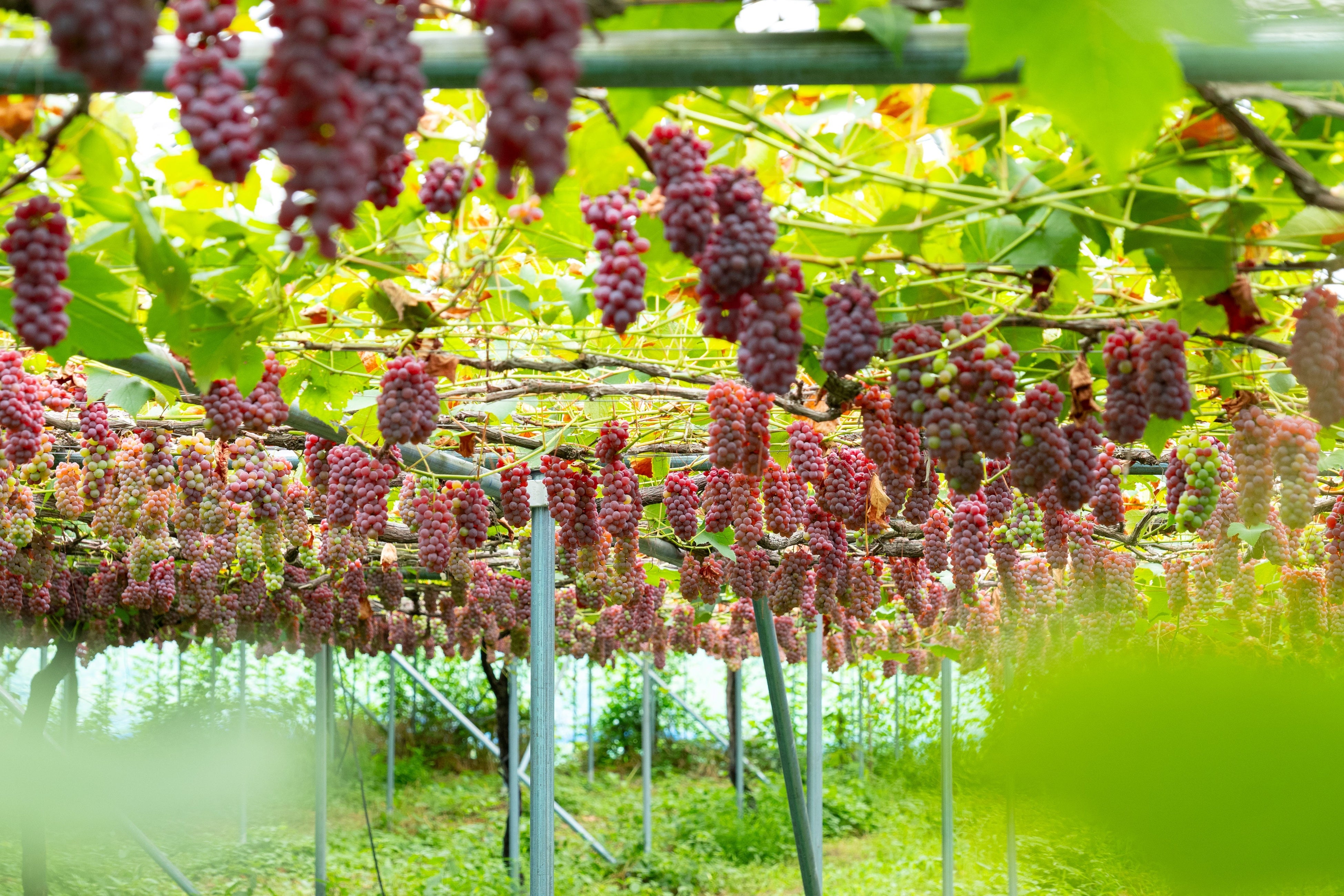 山形発、ぶどう農園が“廃棄枝”から笑顔をつなぐ。 | 株式会社Co-Richi